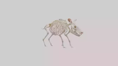 3D model ig Skeleton model VR / AR / low-poly
