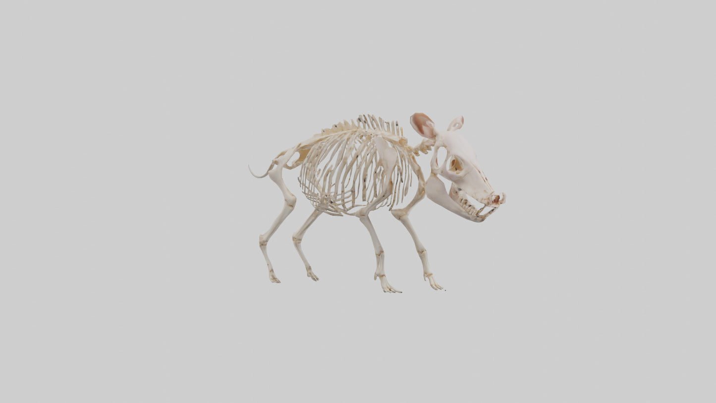 3D model ig Skeleton model VR / AR / low-poly