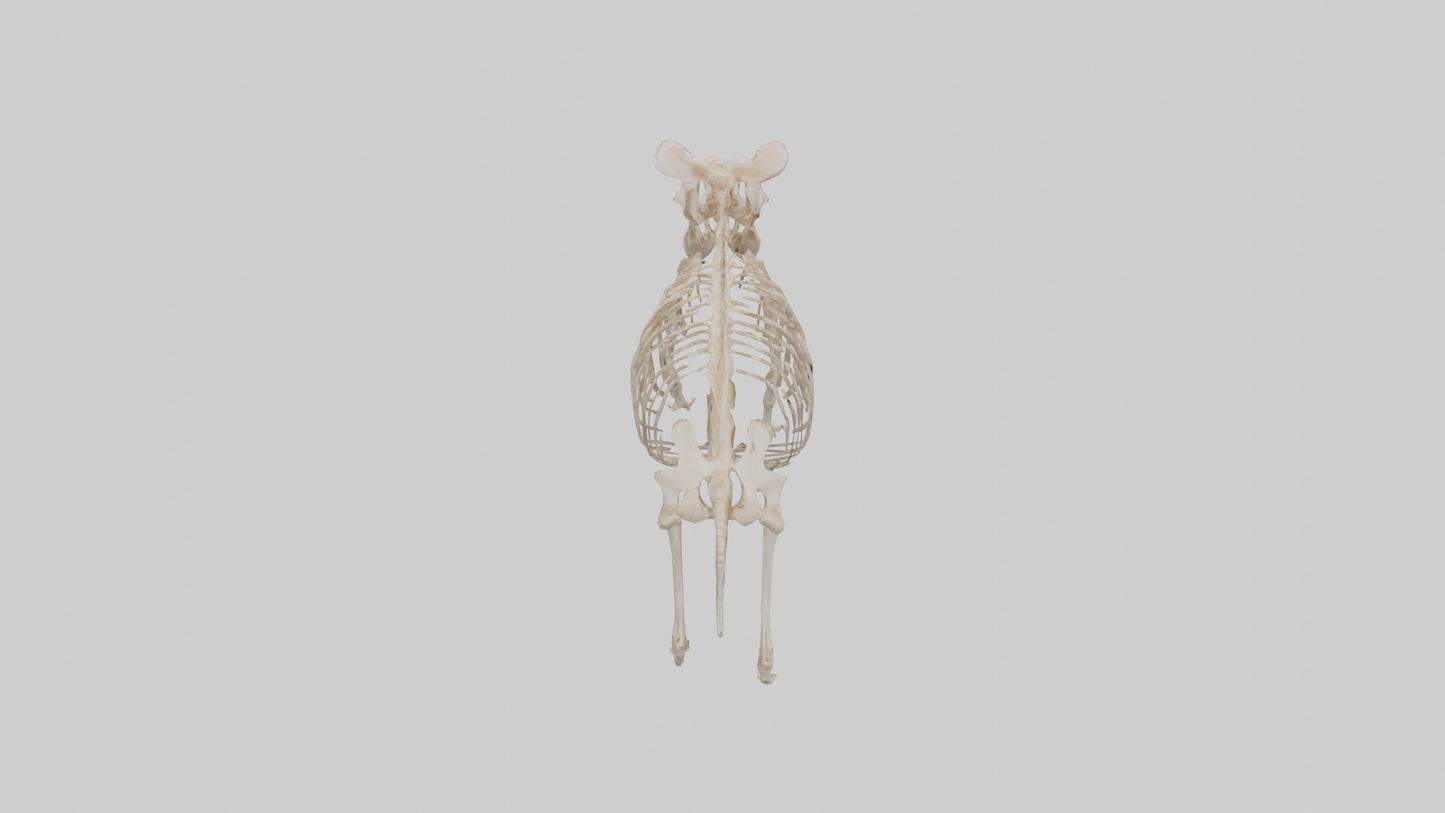 3D model ig Skeleton model VR / AR / low-poly