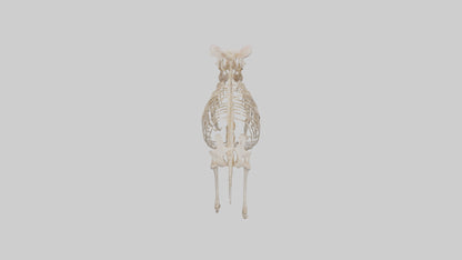 3D model ig Skeleton model VR / AR / low-poly