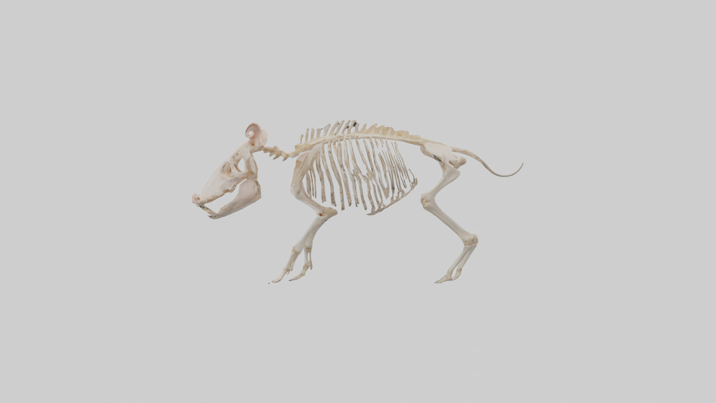 3D model ig Skeleton model VR / AR / low-poly