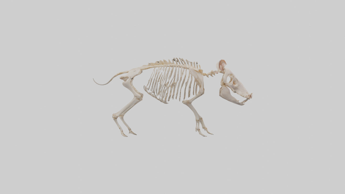 3D model ig Skeleton model VR / AR / low-poly