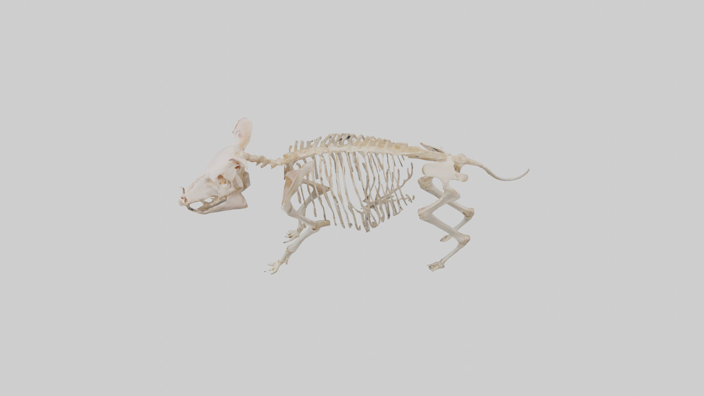 3D model ig Skeleton model VR / AR / low-poly