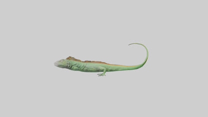 3D model Iguana Tail Model VR / AR / low-poly