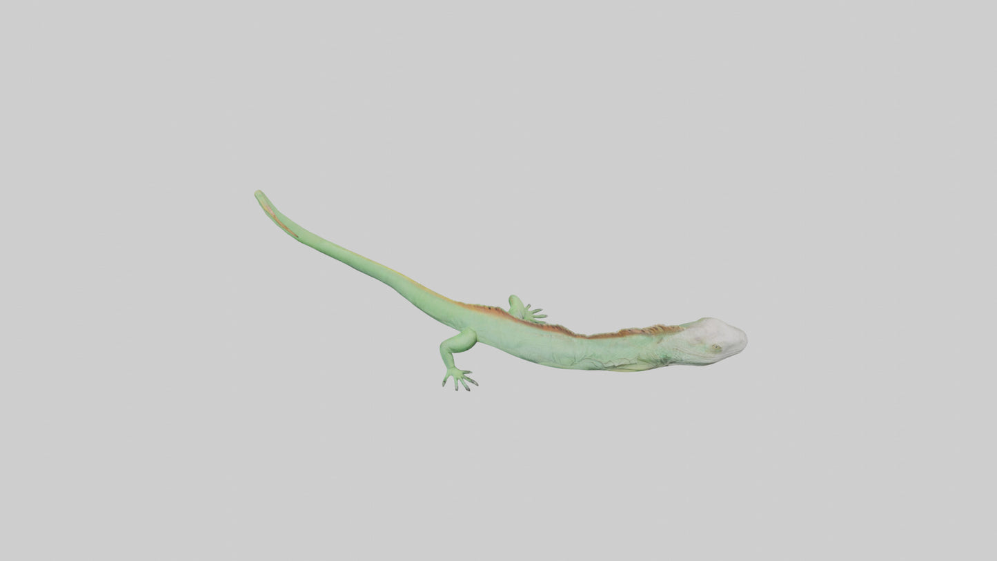 3D model Iguana Tail Model VR / AR / low-poly