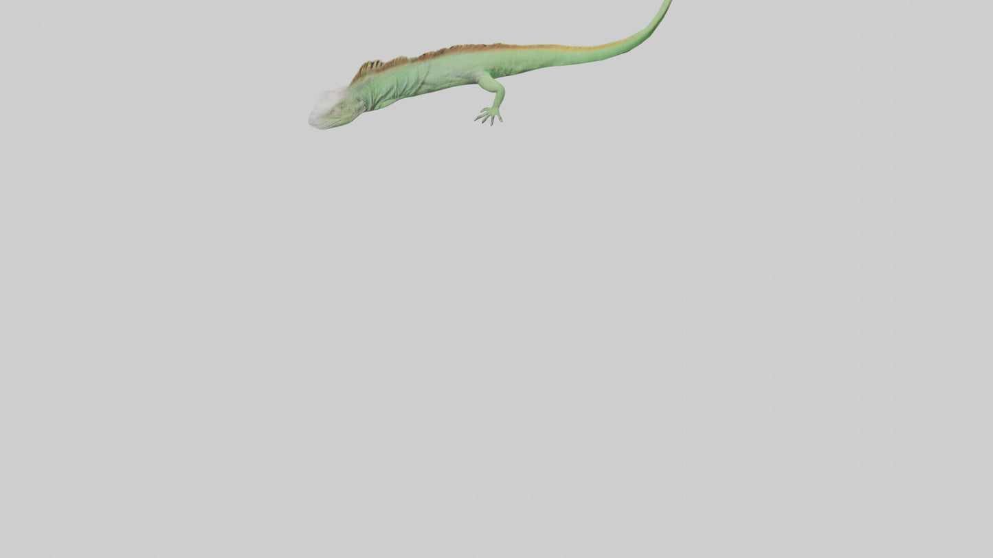 3D model Iguana Tail Model VR / AR / low-poly