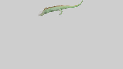3D model Iguana Tail Model VR / AR / low-poly