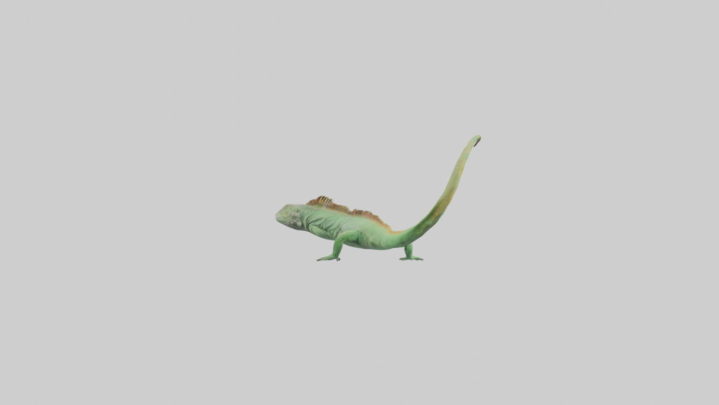 3D model Iguana Tail Model VR / AR / low-poly