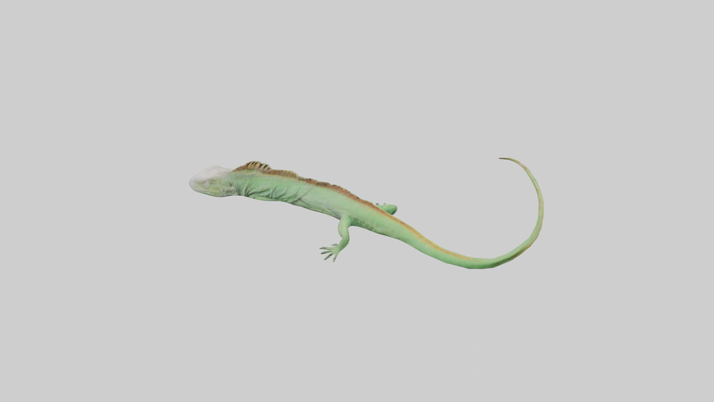 3D model Iguana Tail Model VR / AR / low-poly