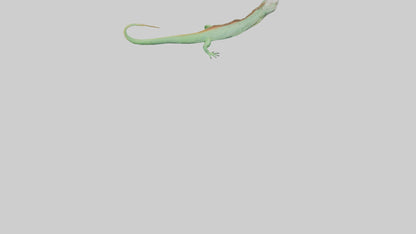 3D model Iguana Tail Model VR / AR / low-poly