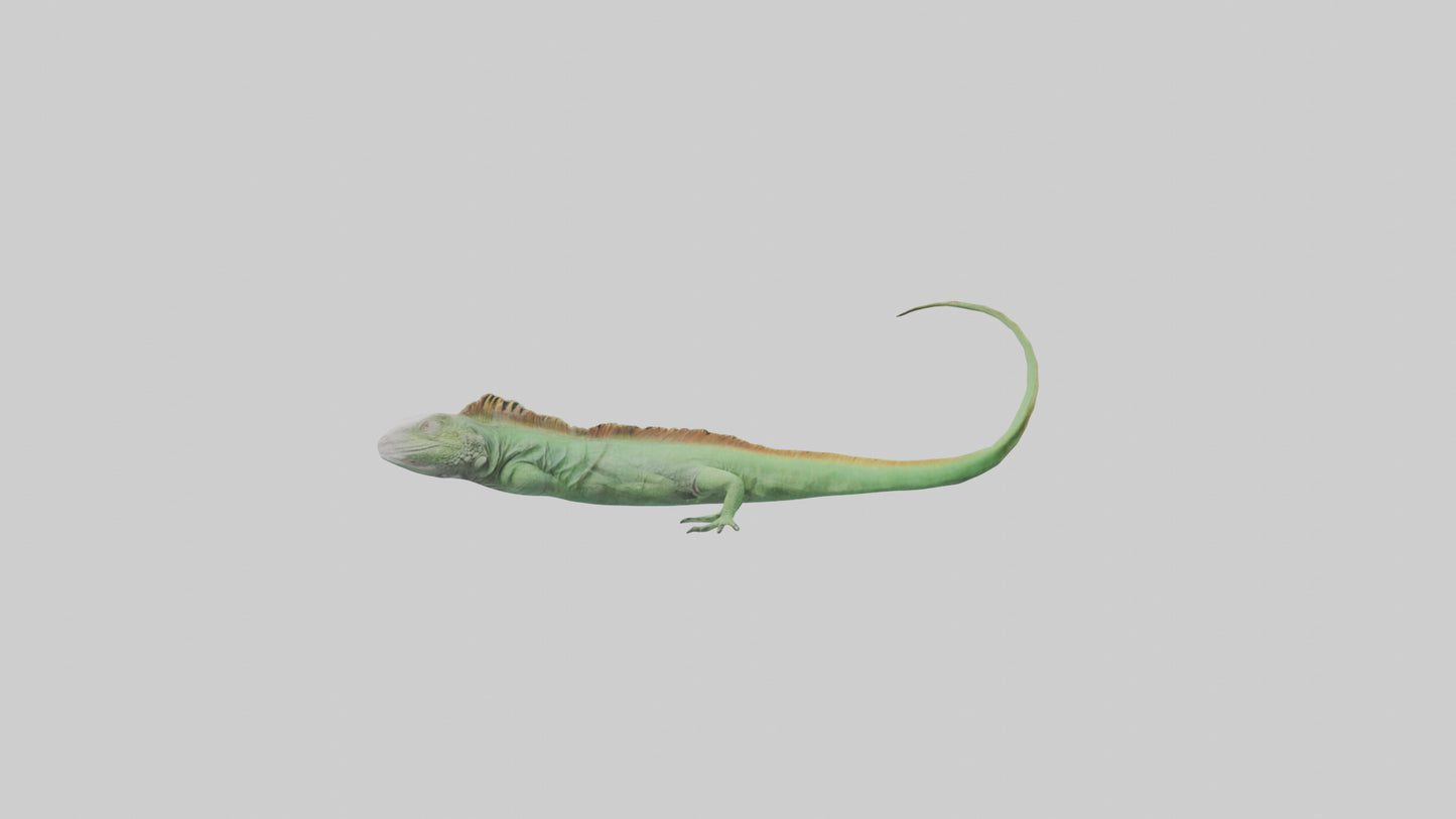 3D model Iguana Tail Model VR / AR / low-poly