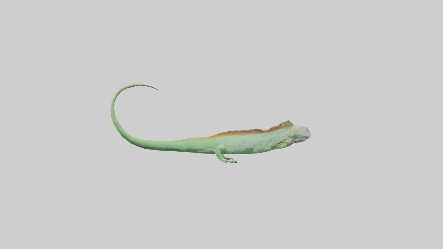 3D model Iguana Tail Model VR / AR / low-poly