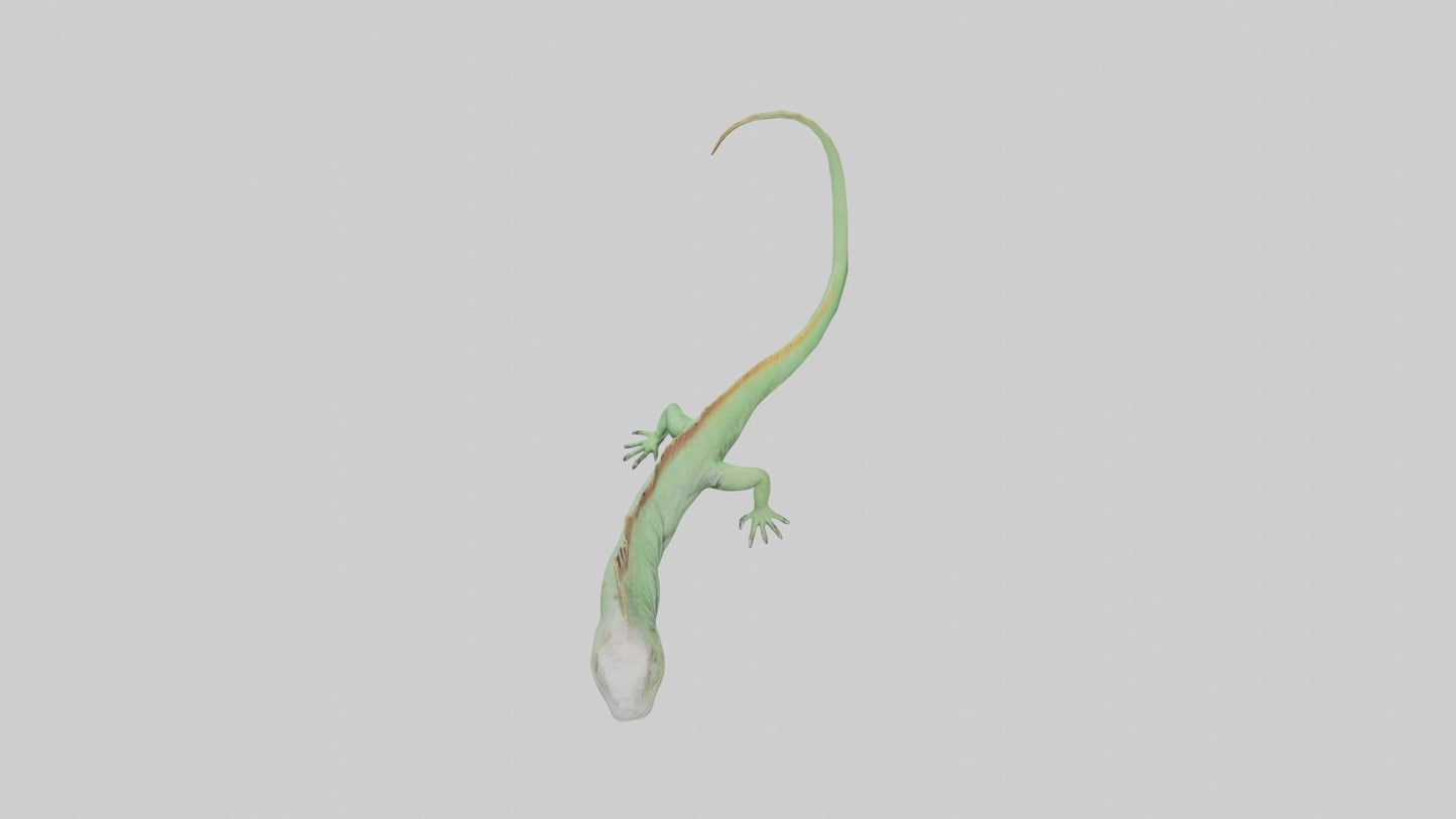 3D model Iguana Tail Model VR / AR / low-poly