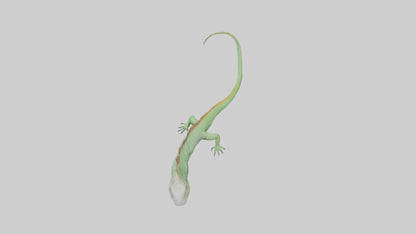 3D model Iguana Tail Model VR / AR / low-poly