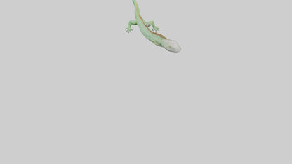 3D model Iguana Tail Model VR / AR / low-poly