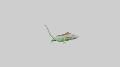 3D model Iguana Tail Model VR / AR / low-poly