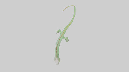 3D model Iguana Tail Model VR / AR / low-poly