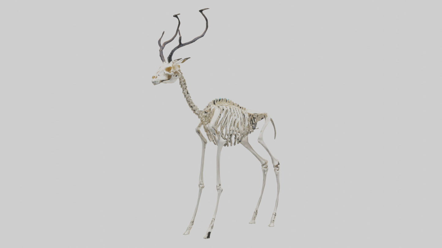 3D model Impala Skeleton model VR / AR / low-poly