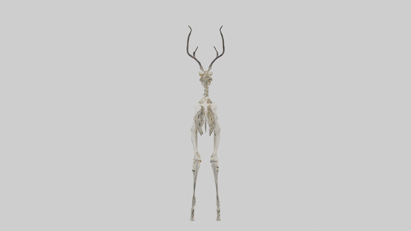 3D model Impala Skeleton model VR / AR / low-poly