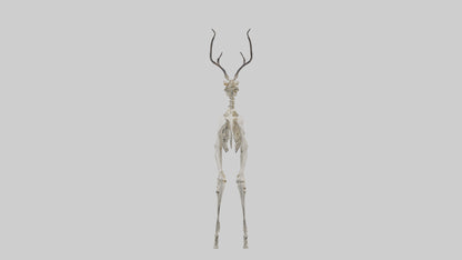 3D model Impala Skeleton model VR / AR / low-poly