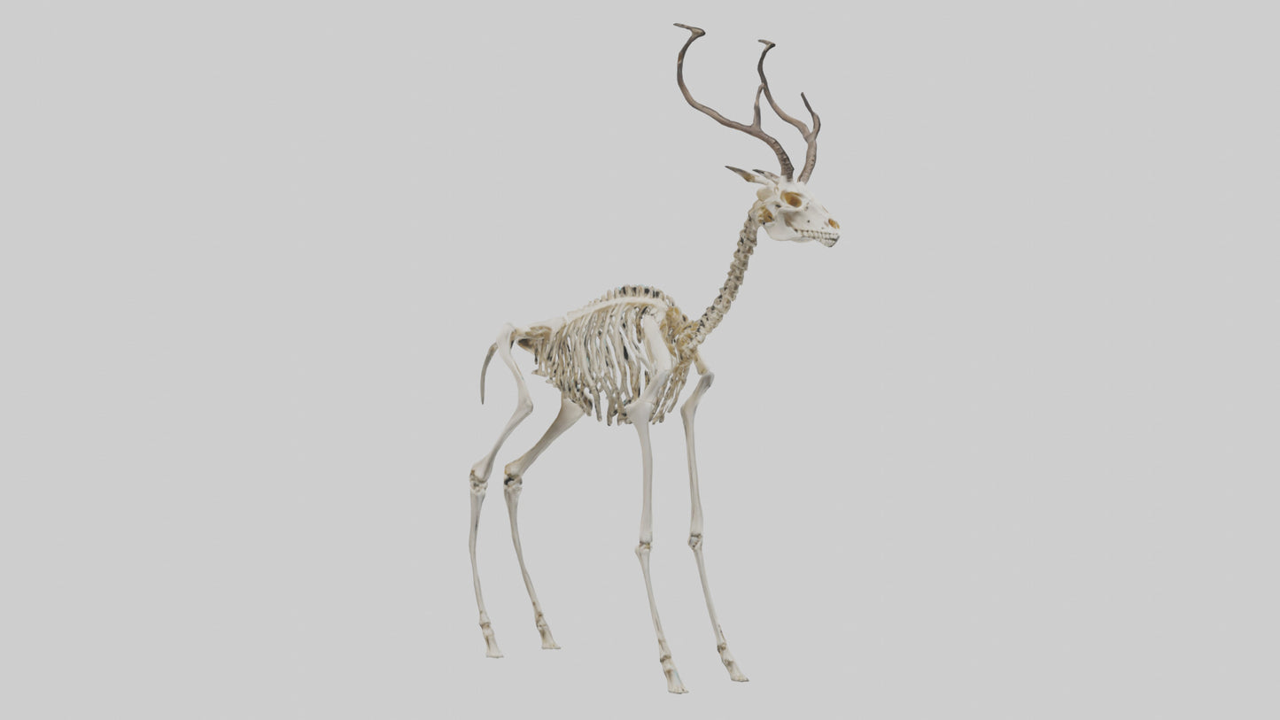 3D model Impala Skeleton model VR / AR / low-poly