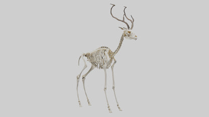 3D model Impala Skeleton model VR / AR / low-poly