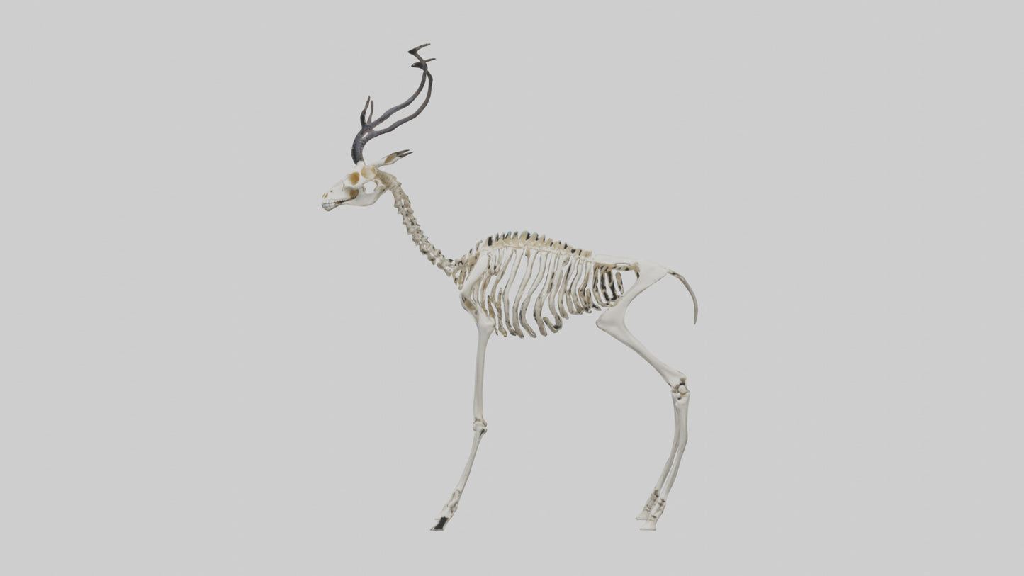3D model Impala Skeleton model VR / AR / low-poly