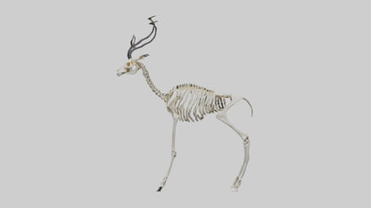 3D model Impala Skeleton model VR / AR / low-poly
