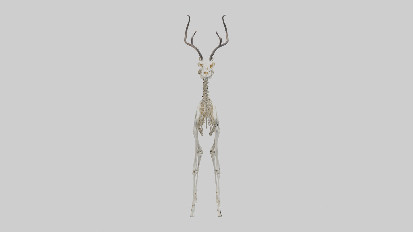 3D model Impala Skeleton model VR / AR / low-poly