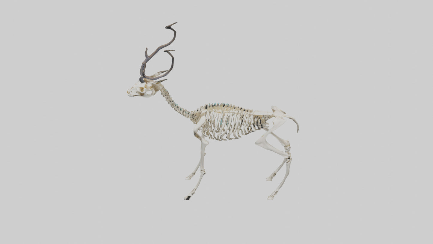 3D model Impala Skeleton model VR / AR / low-poly