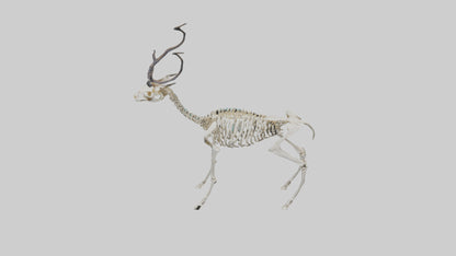 3D model Impala Skeleton model VR / AR / low-poly