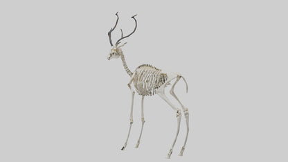 3D model Impala Skeleton model VR / AR / low-poly