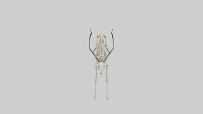 3D model Impala Skeleton model VR / AR / low-poly