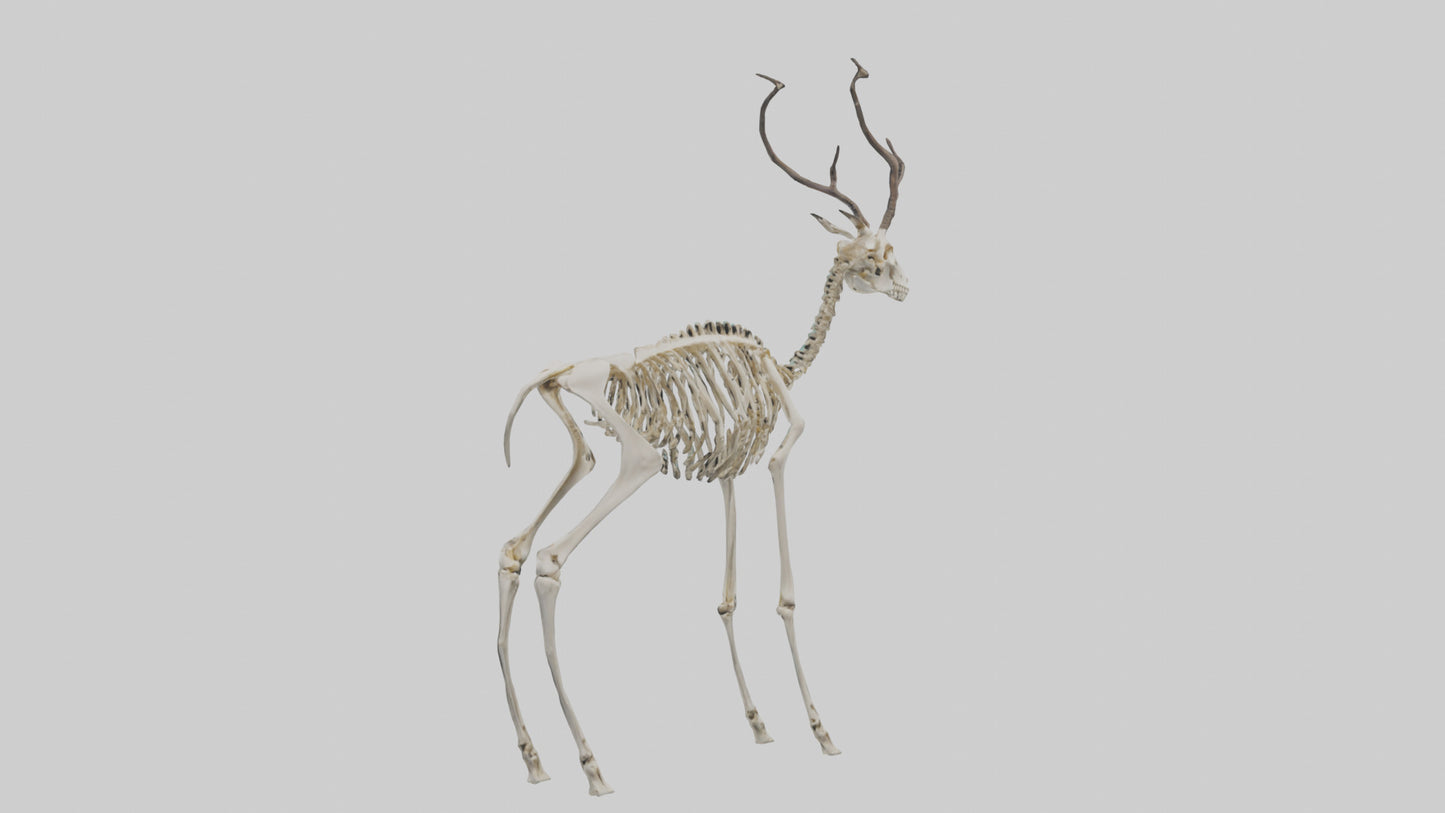 3D model Impala Skeleton model VR / AR / low-poly