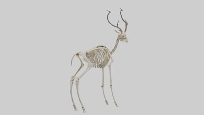 3D model Impala Skeleton model VR / AR / low-poly