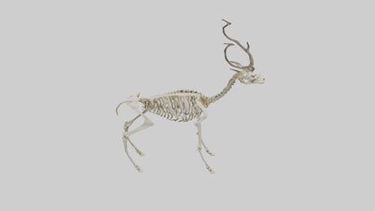 3D model Impala Skeleton model VR / AR / low-poly