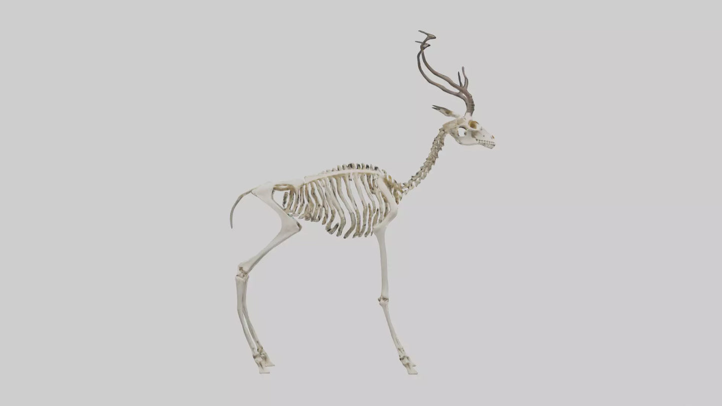 3D model Impala Skeleton model VR / AR / low-poly