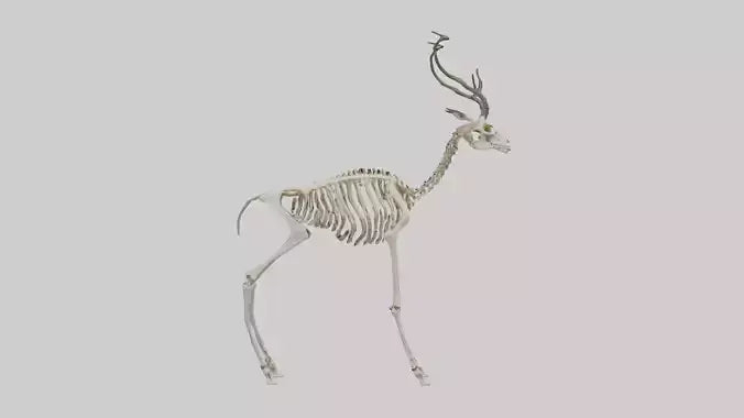 3D model Impala Skeleton model VR / AR / low-poly