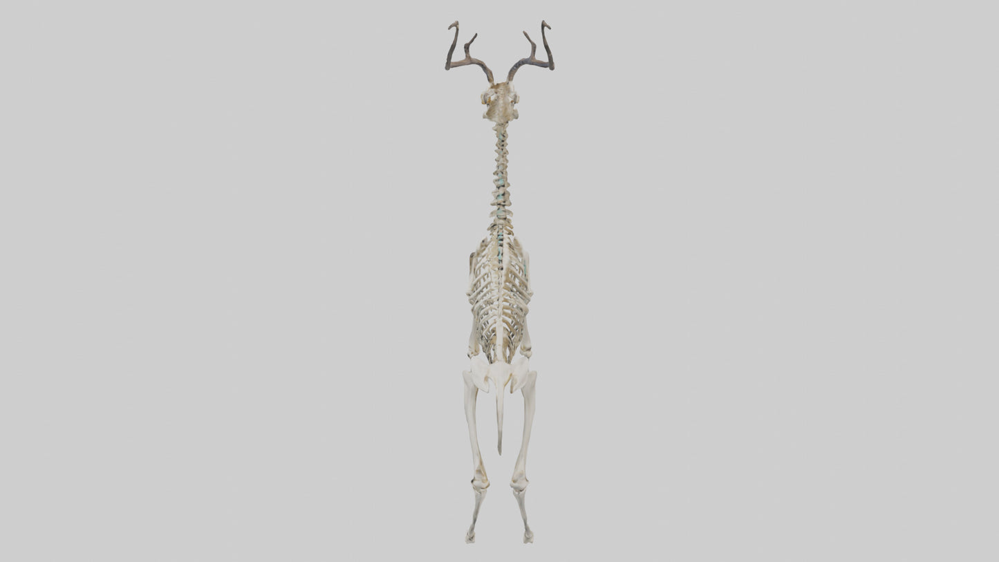 3D model Impala Skeleton model VR / AR / low-poly
