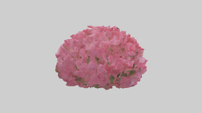 3D model Impatiens flower model VR / AR / low-poly