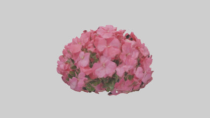 3D model Impatiens flower model VR / AR / low-poly
