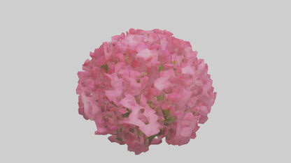 3D model Impatiens flower model VR / AR / low-poly