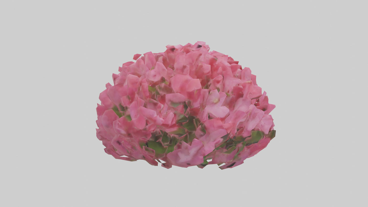 3D model Impatiens flower model VR / AR / low-poly