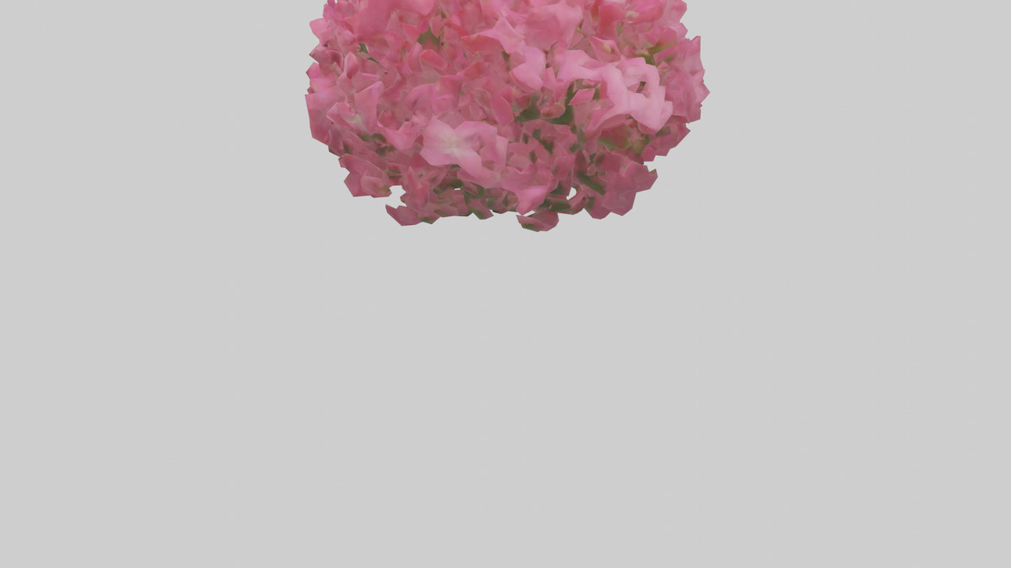 3D model Impatiens flower model VR / AR / low-poly