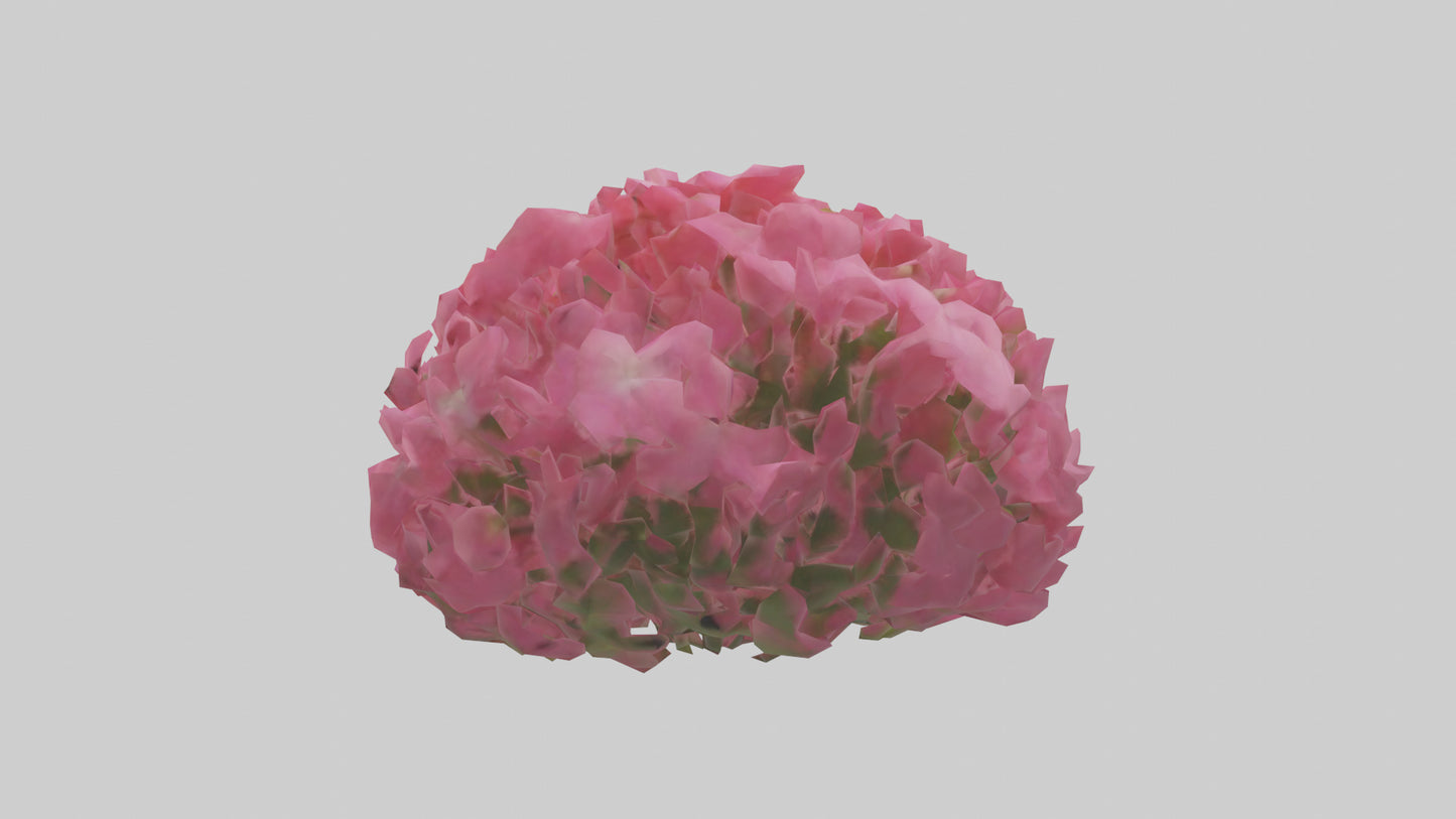 3D model Impatiens flower model VR / AR / low-poly