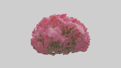 3D model Impatiens flower model VR / AR / low-poly