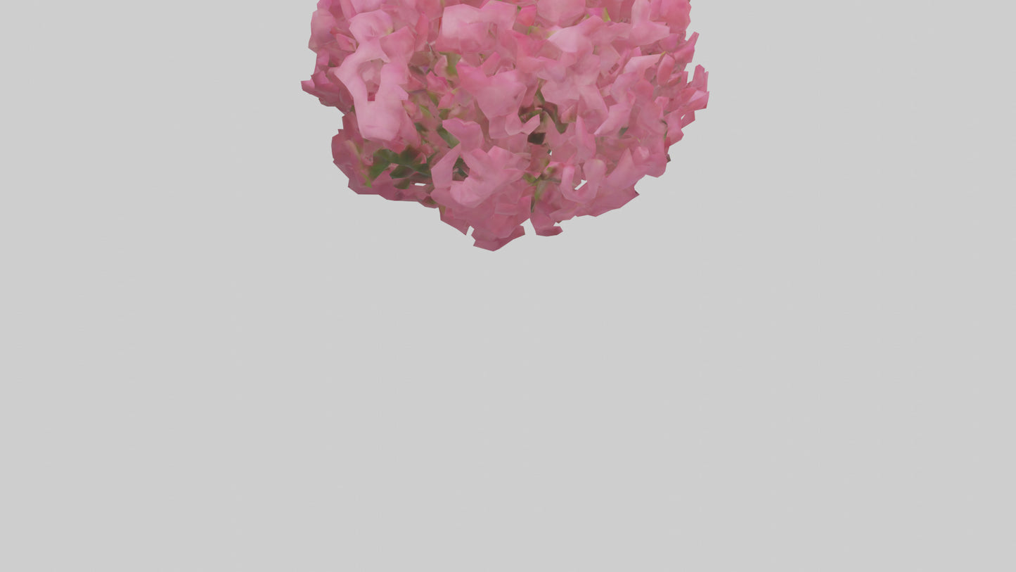 3D model Impatiens flower model VR / AR / low-poly