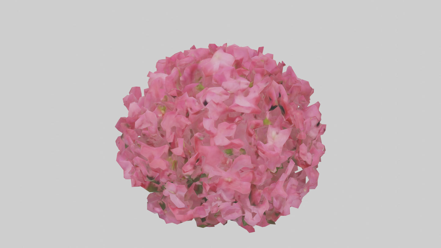 3D model Impatiens flower model VR / AR / low-poly