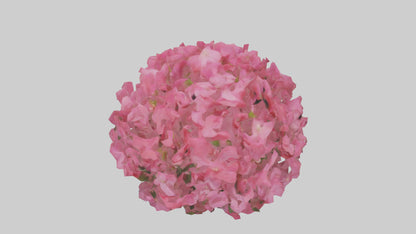 3D model Impatiens flower model VR / AR / low-poly