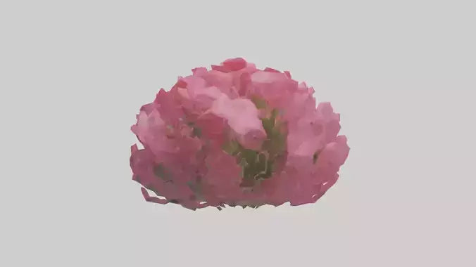 3D model Impatiens flower model VR / AR / low-poly